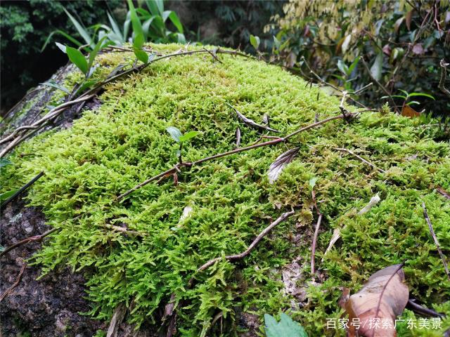 青苔的拼音（青苔的拼音的拼音）