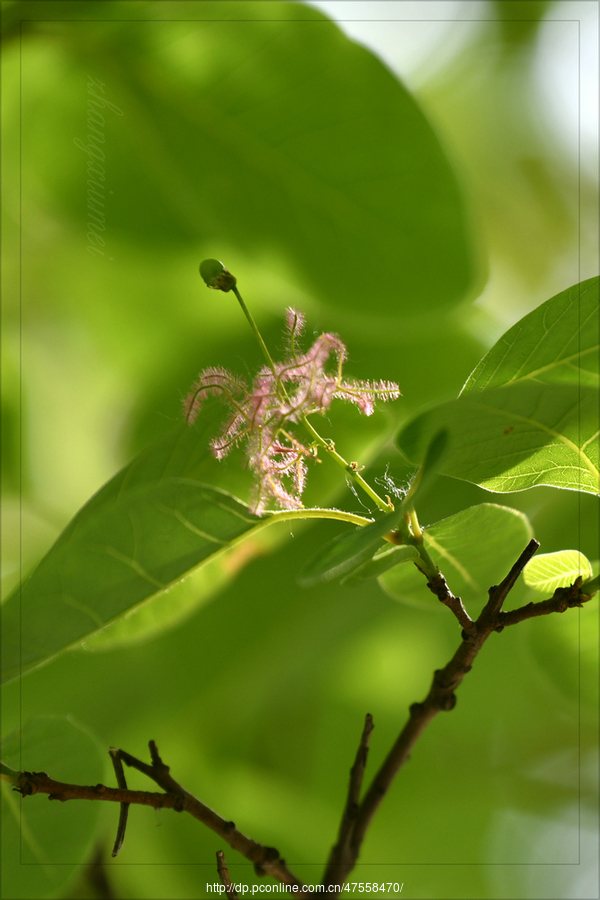 夏花代刷网（低价代刷网夏别）